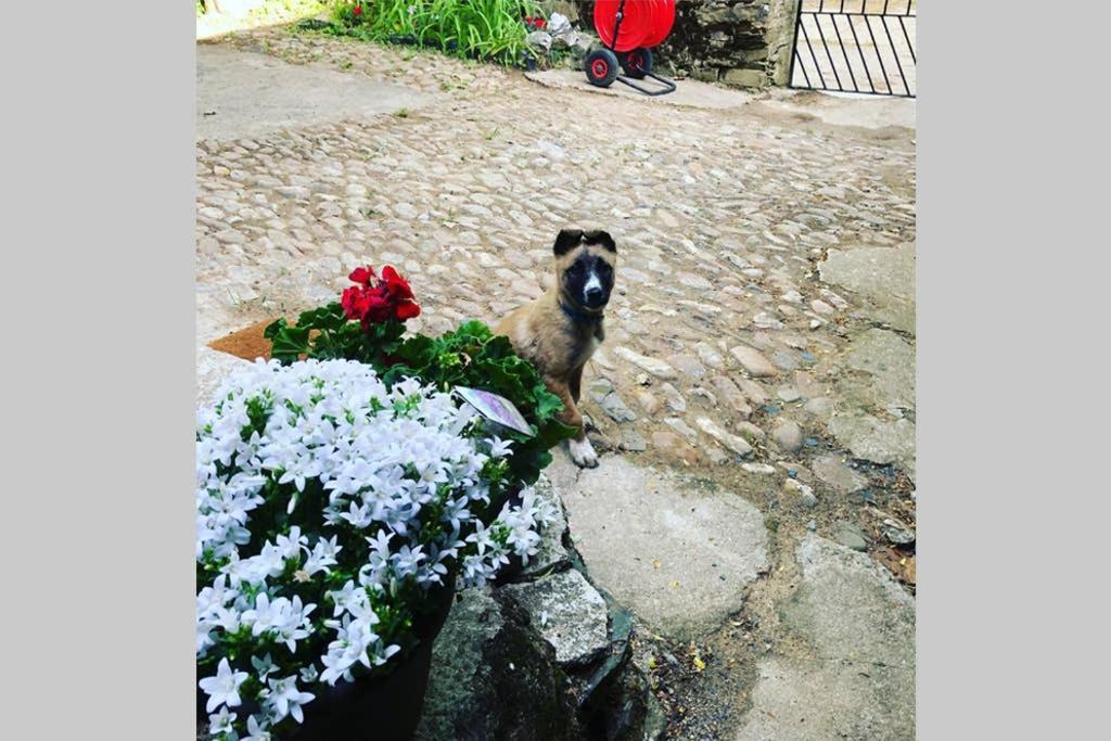 Willa Casa La Biera La Velilla  Zewnętrze zdjęcie